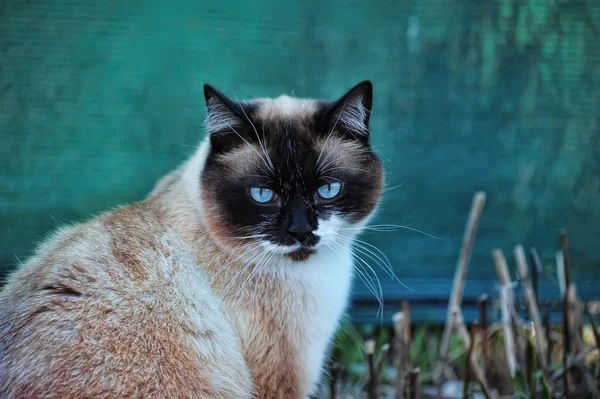 Портрет тайского кота — стоковое фото