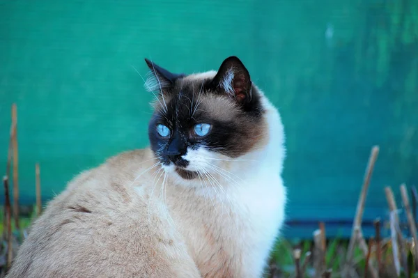Портрет тайского кота — стоковое фото