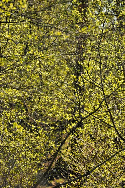 木の上に春の葉 — ストック写真
