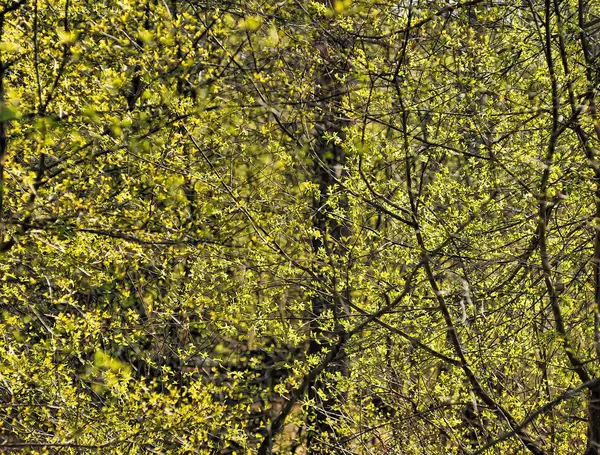 Ανοιξιάτικα φύλλα στο δέντρο — Φωτογραφία Αρχείου