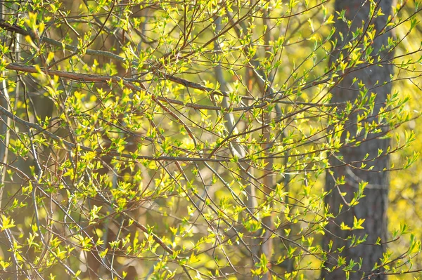 Ağaçta bahar yaprakları — Stok fotoğraf