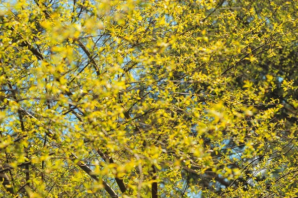 stock image Spring leaves on the tree