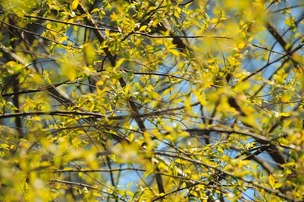 Spring leaves on the tree — Stock Photo, Image