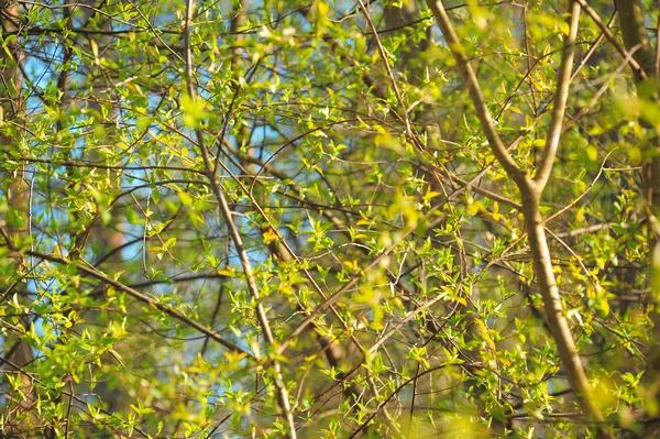Ανοιξιάτικα φύλλα στο δέντρο — Φωτογραφία Αρχείου