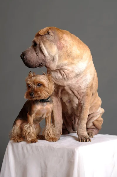 Sharpei and Yorkshire terrier dogs — Stock Photo, Image