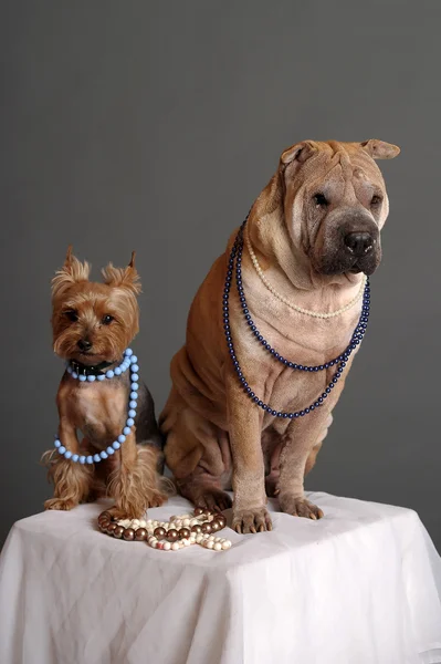 シャーペイとヨークシャー テリア犬 — ストック写真