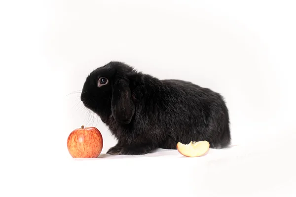 Coniglio con mela — Foto Stock