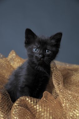 Black Kitten clipart