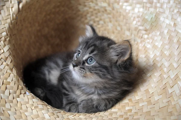 可爱的蓬松小猫 — 图库照片