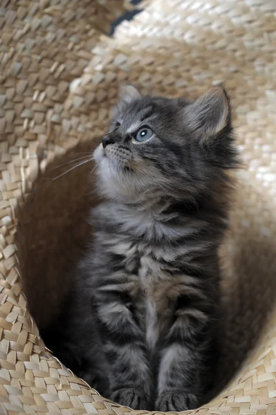 Mooie pluizig kitten — Stockfoto