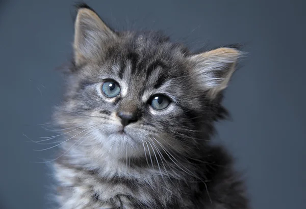 Прекрасный пушистый котенок — стоковое фото