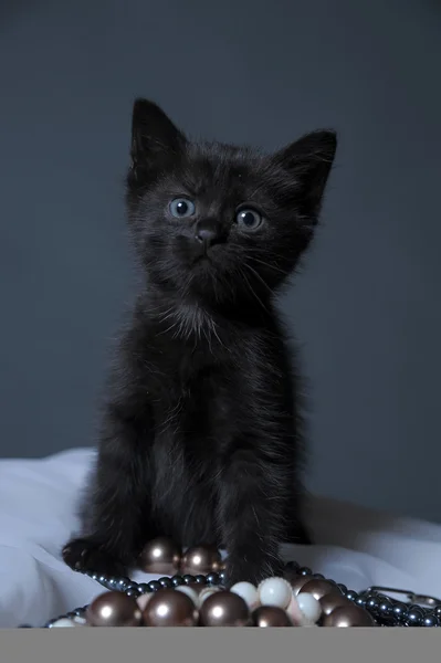 黑色小猫 — 图库照片