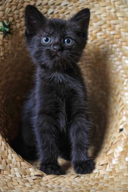 Black Kitten clipart