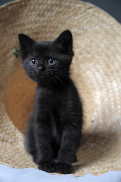 검은 고양이 — 스톡 사진