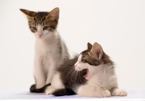 Twee jonge kitten — Stockfoto