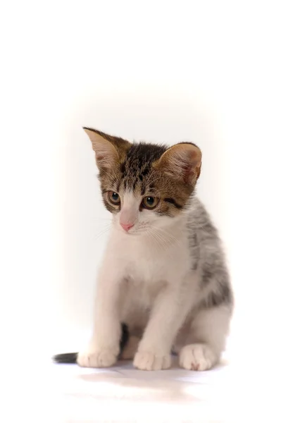 Siyah beyaz kedi yavrusu — Stok fotoğraf