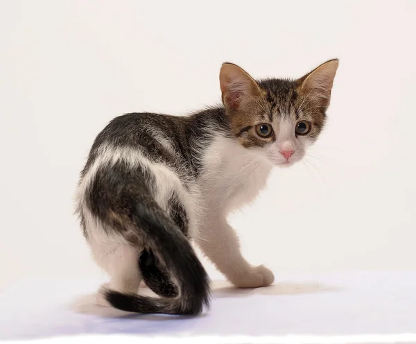 Black and white kitten — Stock Photo, Image