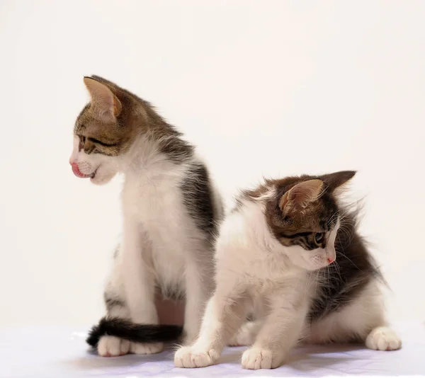 Zwei junge Kätzchen — Stockfoto