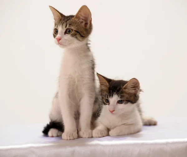 Δύο νέοι γατάκι — Φωτογραφία Αρχείου
