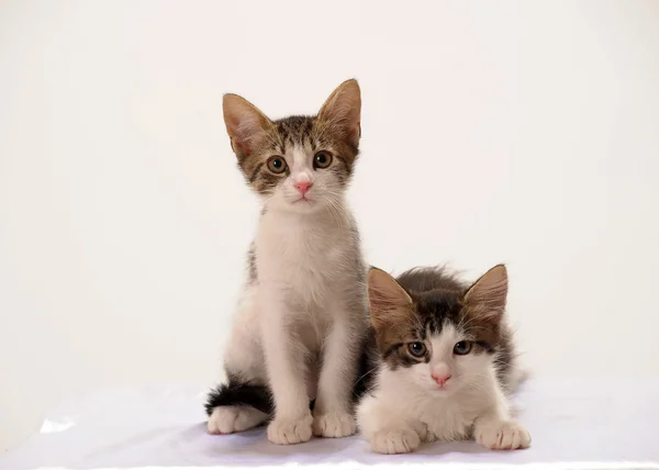 Dvě mladé kotě — Stock fotografie