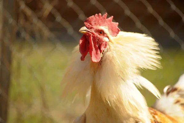 stock image White cock