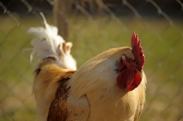 stock image White cock