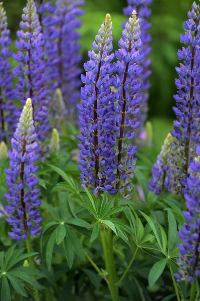 Purple Lupin floraison — Stock Photo, Image