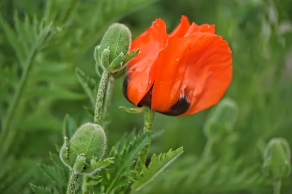 stock image Big Oriental Poppies