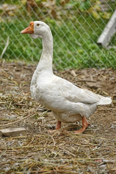 Fat white goose — Stock Photo, Image