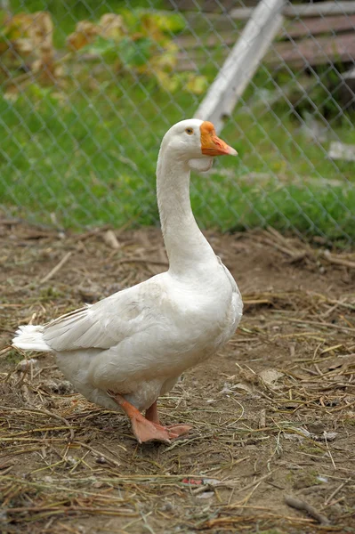 Fat white goose — Stock Photo, Image