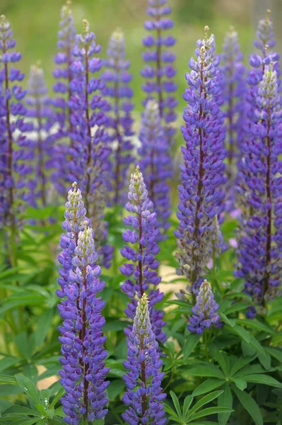 Purple lupins flowering — Stock Photo, Image