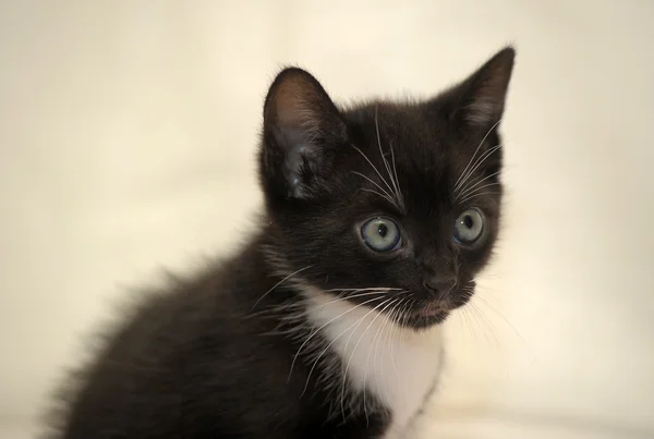 Чорно-білий чоловічий кіт — стокове фото