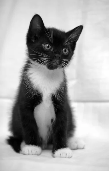 Gato macho blanco y negro — Foto de Stock