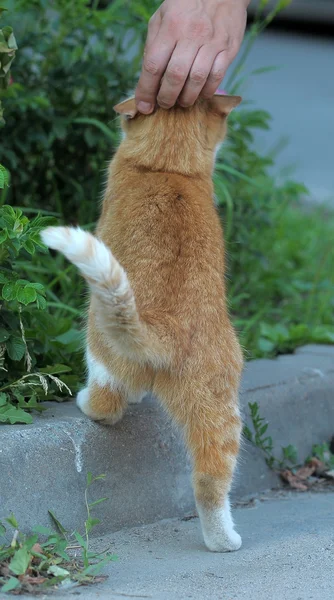 Gato vermelho na grama — Fotografia de Stock