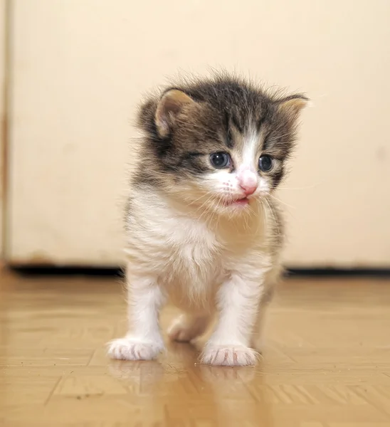 Pequeno gatinho. — Fotografia de Stock