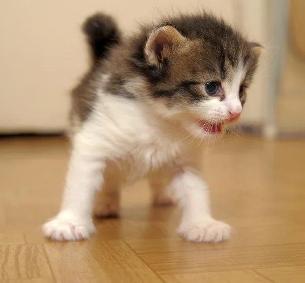 Weinig kitty — Stockfoto