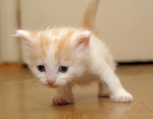 Маленьке кошеня — стокове фото