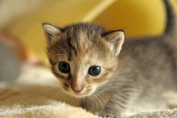 Pequeno gatinho. — Fotografia de Stock