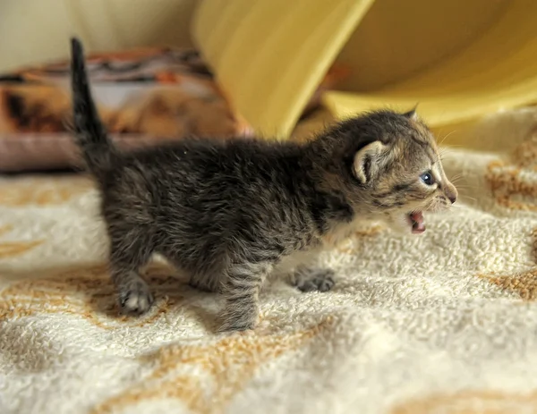 ลูกแมวน้อย — ภาพถ่ายสต็อก