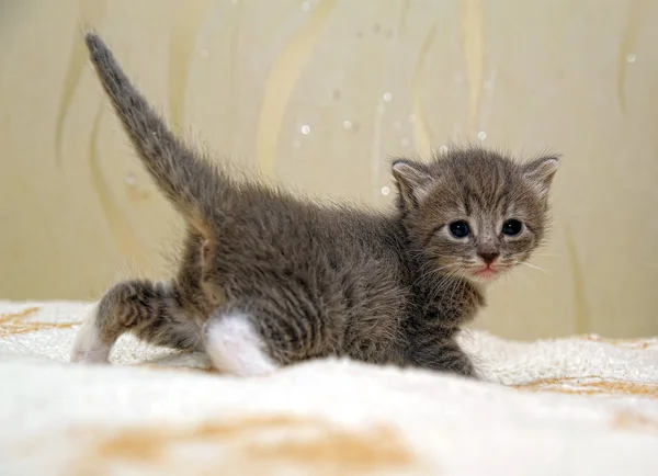 ลูกแมวน้อย — ภาพถ่ายสต็อก