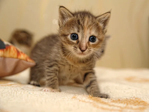 Malé koťátko — Stock fotografie