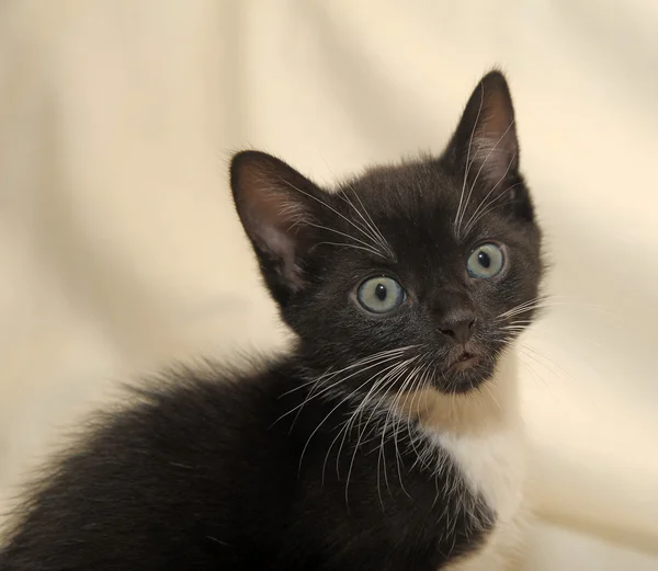 Fekete-fehér, hím macska — Stock Fotó