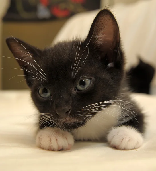 Gattino bianco e nero — Foto Stock