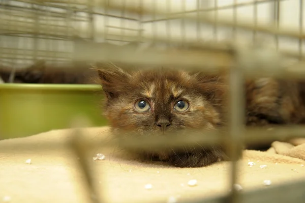 Petit chaton malade dans une cage — Photo