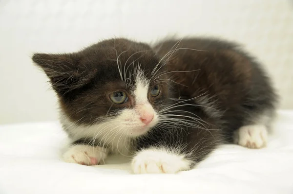 stock image Black and white kitten