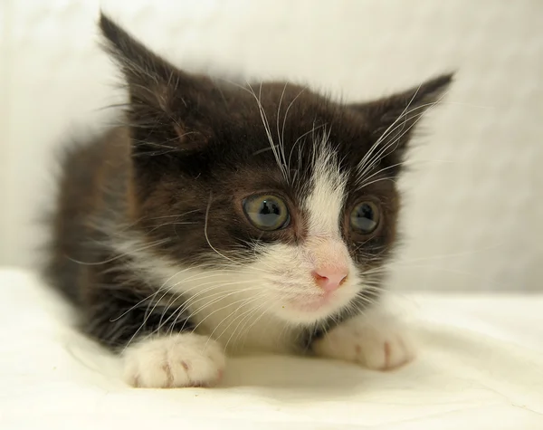 stock image Black and white kitten