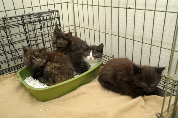四只小猫 — 图库照片
