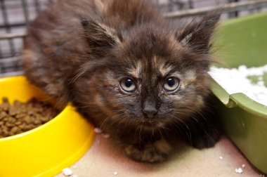 Little sick kitten in a cage clipart