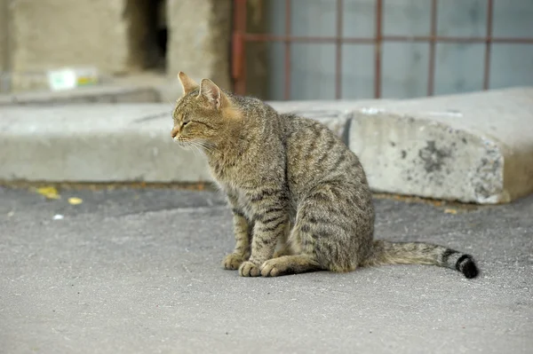 Bezdomnych kotów — Zdjęcie stockowe