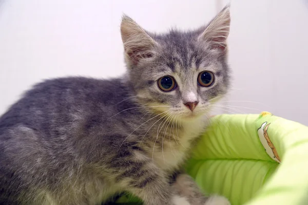 stock image Gray tabby kitten